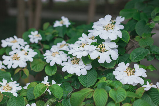 夏季白色的花朵
