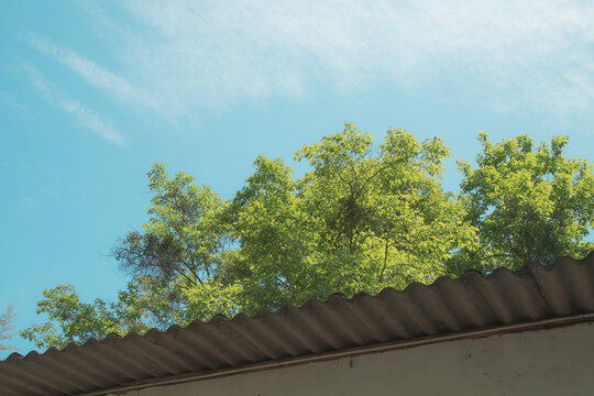 蓝天下的树木枝叶