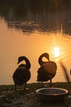 湖边夕阳下的黑天鹅