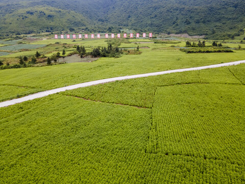 川牛膝基地