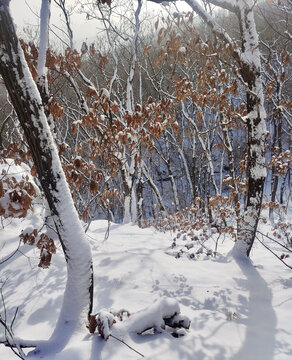 没有雪印的山路