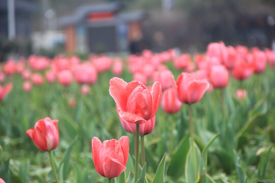 湖南省植物园鲜花景色