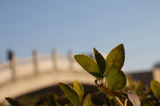 拱桥前的绿叶