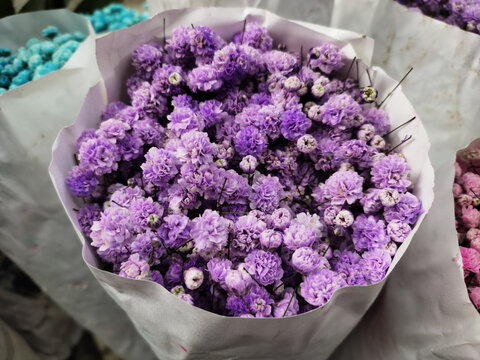 紫色满天星花