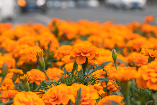 一簇橙色花朵