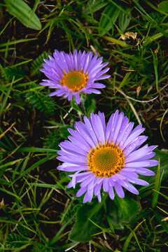 草原上的紫色小花特写