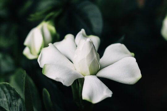 黑色背景下的栀子花