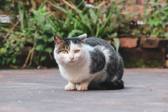 肥肥的猫猫