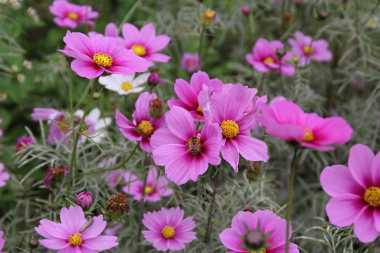 开放格桑花特写