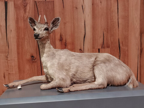 墨西哥鹿标本