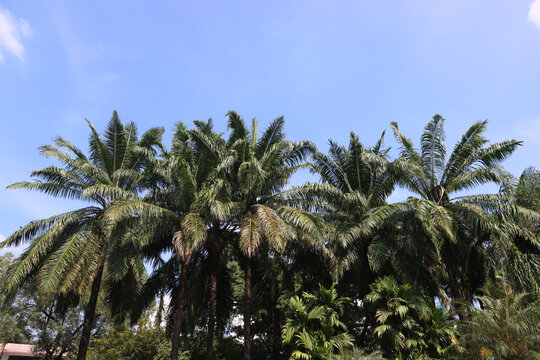 槟榔树