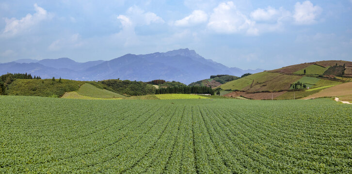 高山蔬菜