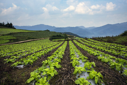 高山蔬菜