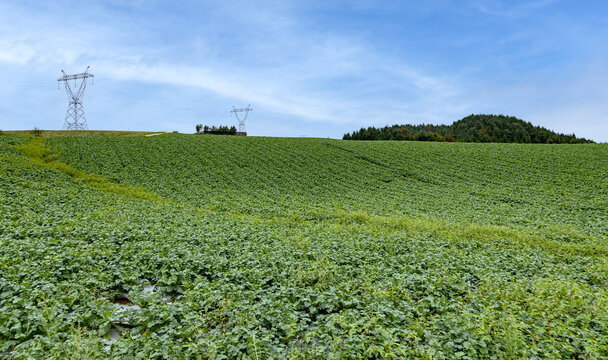 高山蔬菜