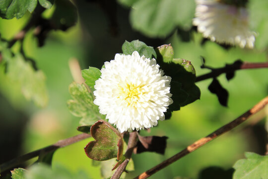 野生杭菊