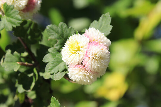 杭菊菊花