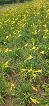 西北陕北大山里野生黄花菜地