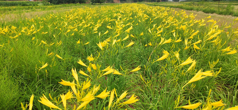 西北陕北大山里野生黄花菜地