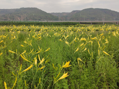 西北陕北大山里野生黄花菜地