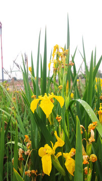 西北陕北大山里野生黄花菜