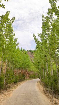 西部陕北西北大山山里林荫小道