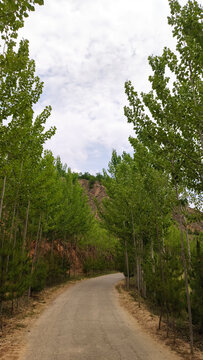 西部陕北西北大山山里林荫小道