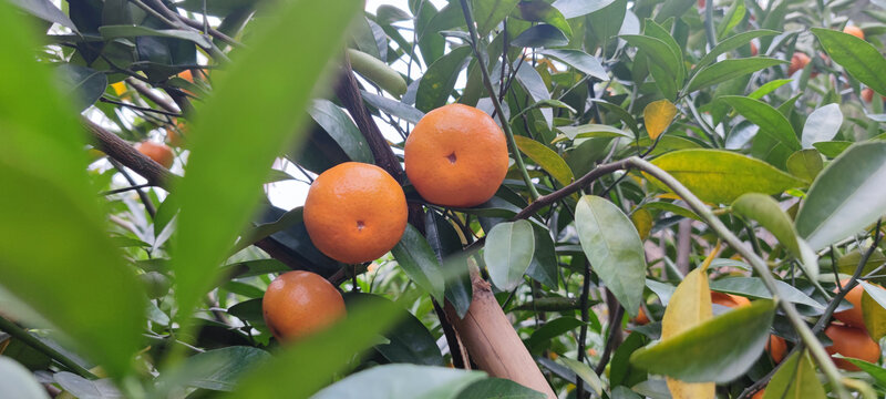 橘子特写