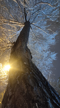 梦幻雪夜