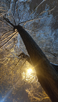 雪树