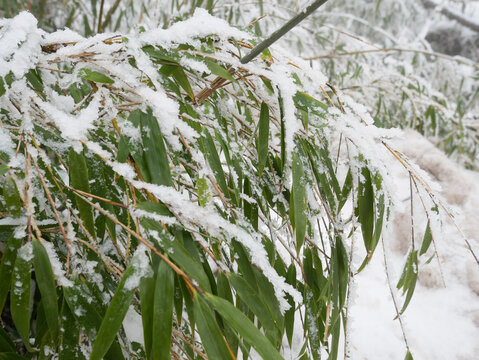 竹林雪景