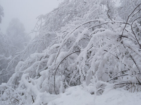 树枝积雪