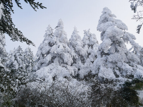 松树雪景