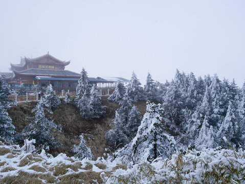松树雪景