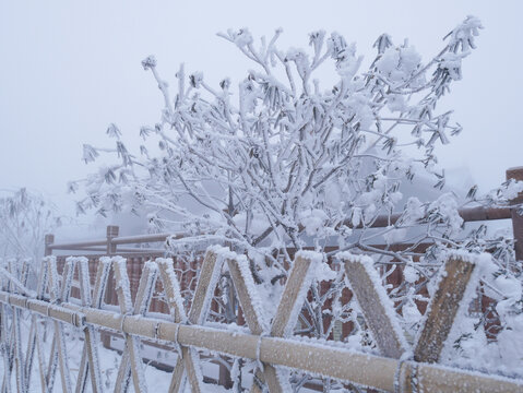 篱笆雪景