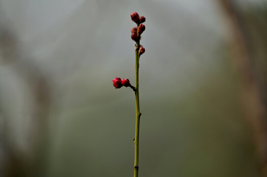 梅花绽放