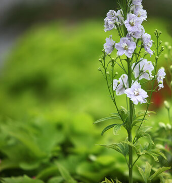 鲜花