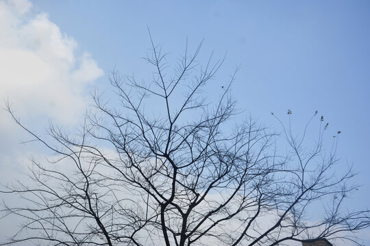 冬季天空树枝