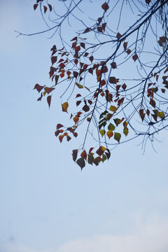 乌桕树的秋天