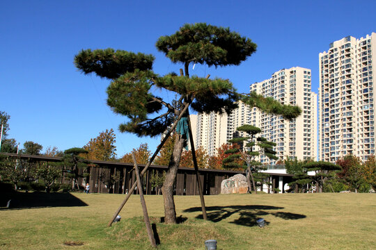 造型油松