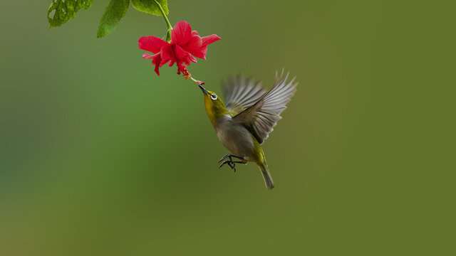 暗绿绣眼鸟