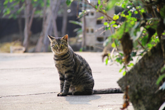 晒太阳的猫