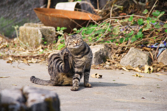 晒太阳的猫