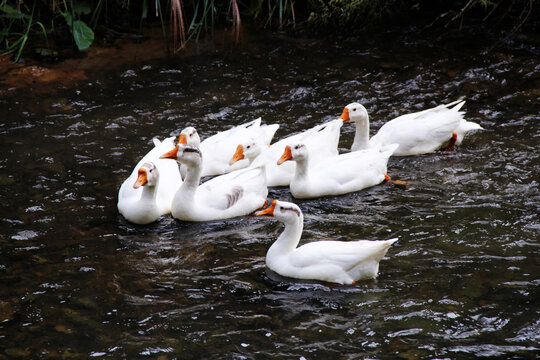一群玩水的大白鹅