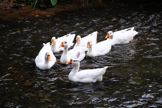 一群玩水的大白鹅