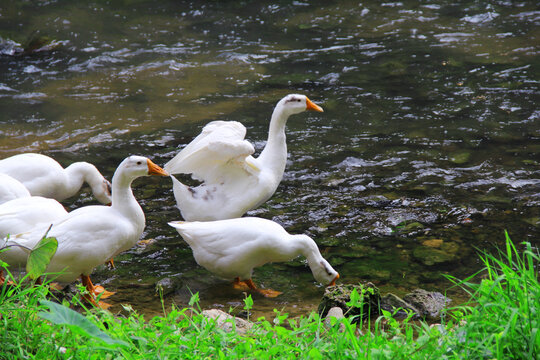 一群玩水的白鹅