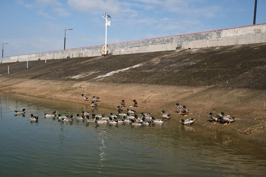 水库生态养殖的一群农家土鸭