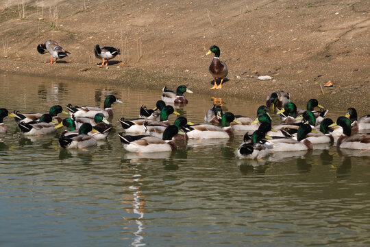 农家生态养殖的一群绿头鸭