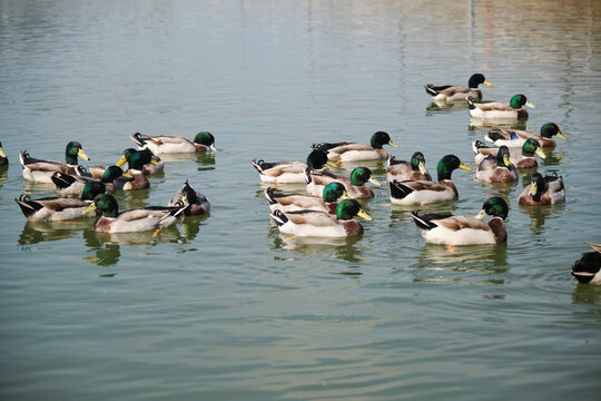 水库养殖的一群农家绿头鸭