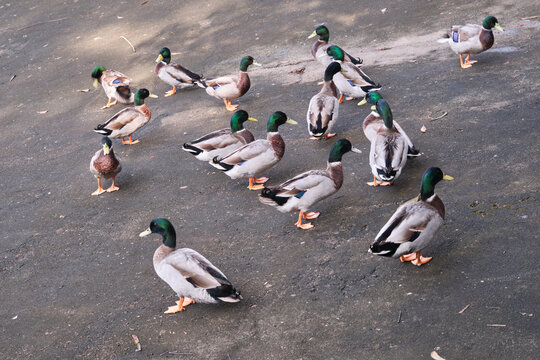 户外放养的一群绿头鸭