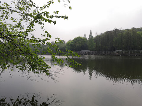 植物园湖景